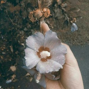 Meet your Posher, Eulexis